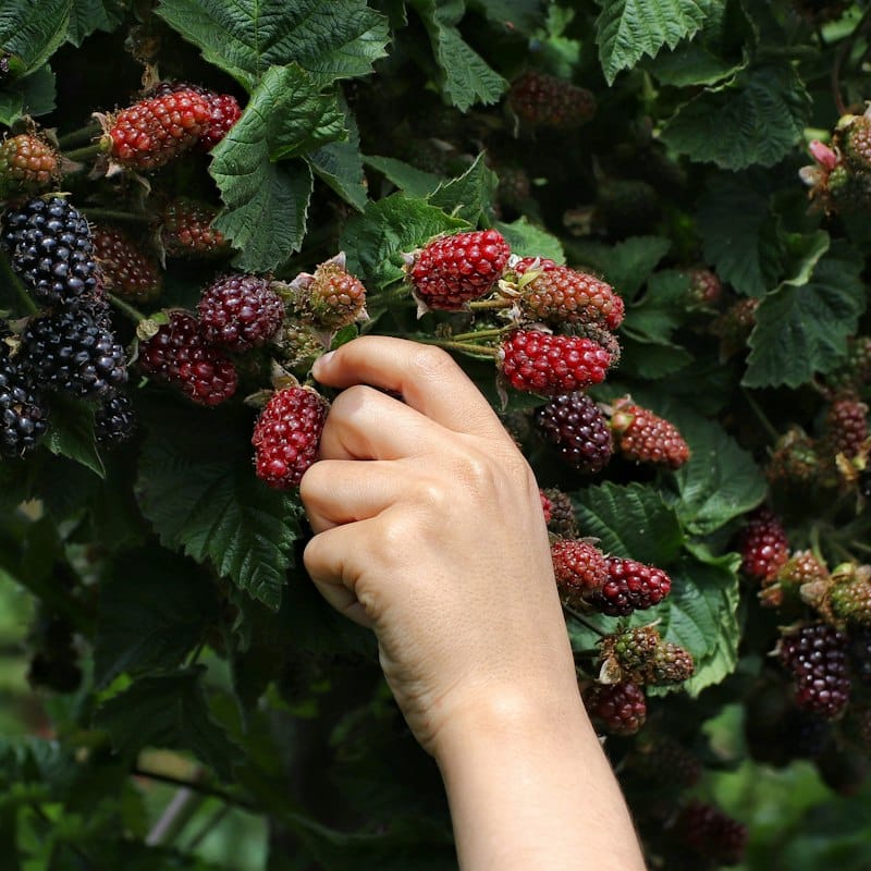 Picking blackberries from the hedgerow