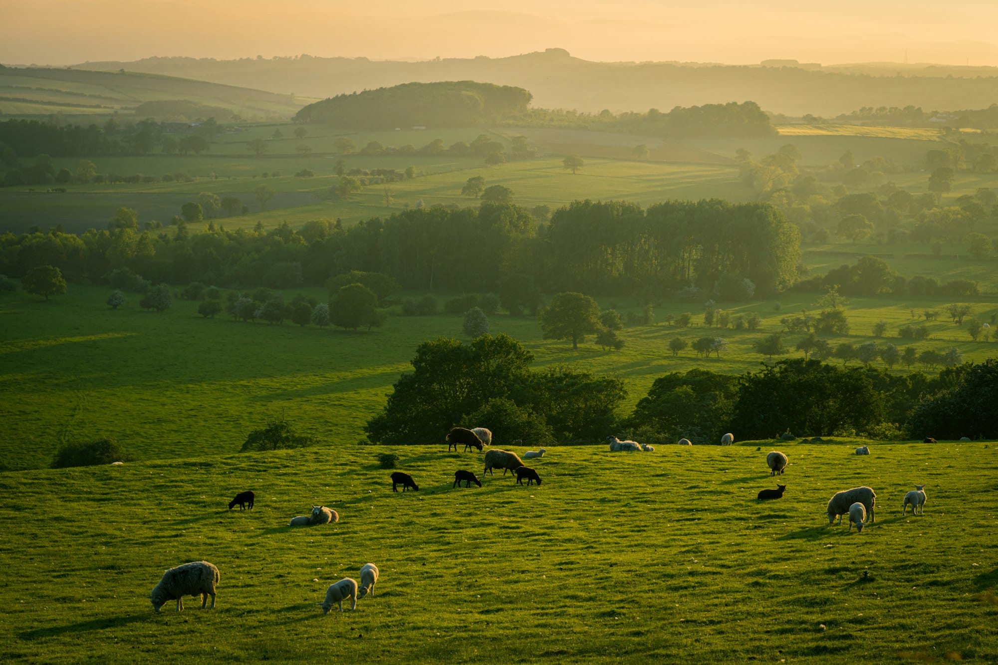 Sheep grazing on North Yorkshire hills in the evening light