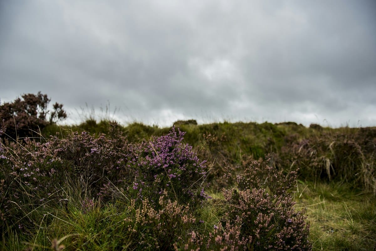 Purple heather on the moors under a grey sky