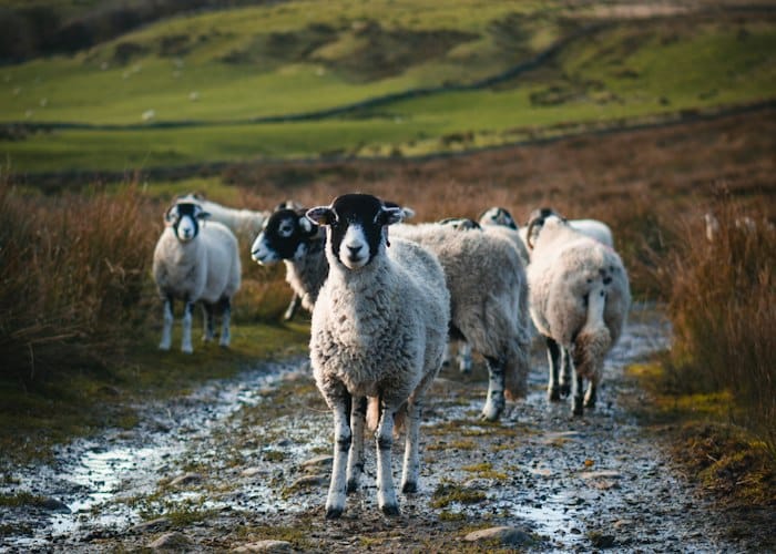 Moorland sheep on a muddy track